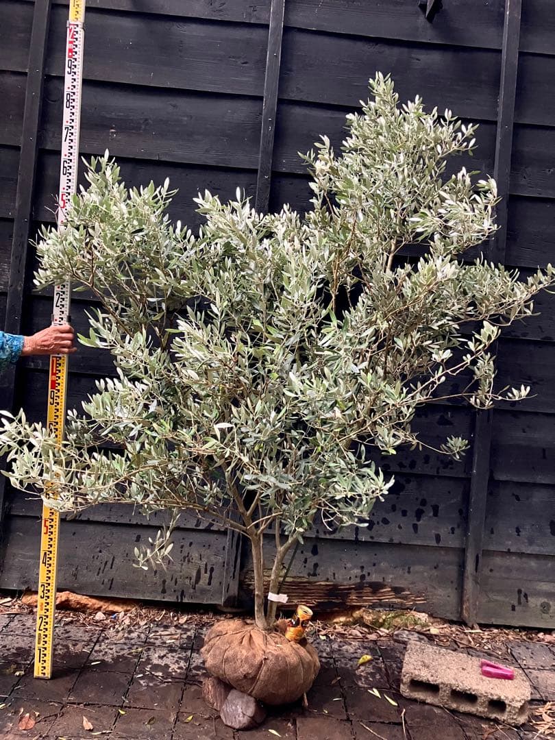 3 オリーブの木　ミッション