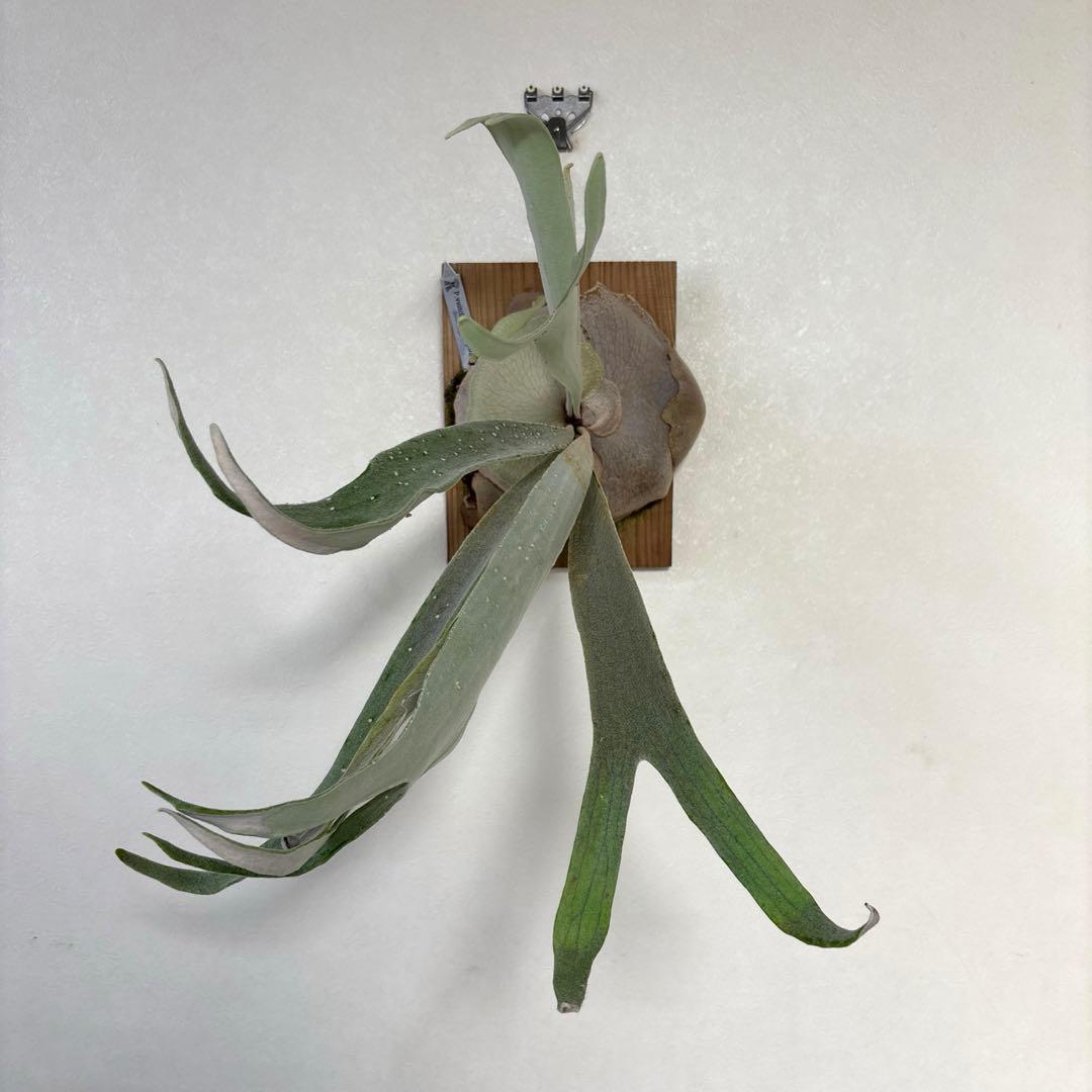 ※値下げしました※【P.veitchii wild vp#2】ビカクシダ