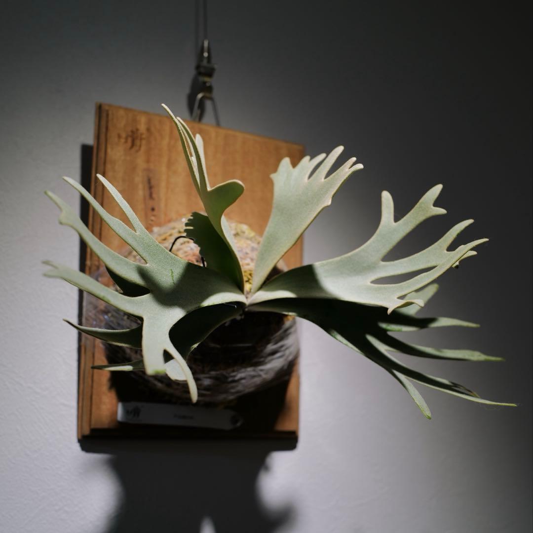 P.Gabriel pup ビカクシダ ガブリエル 株分け①