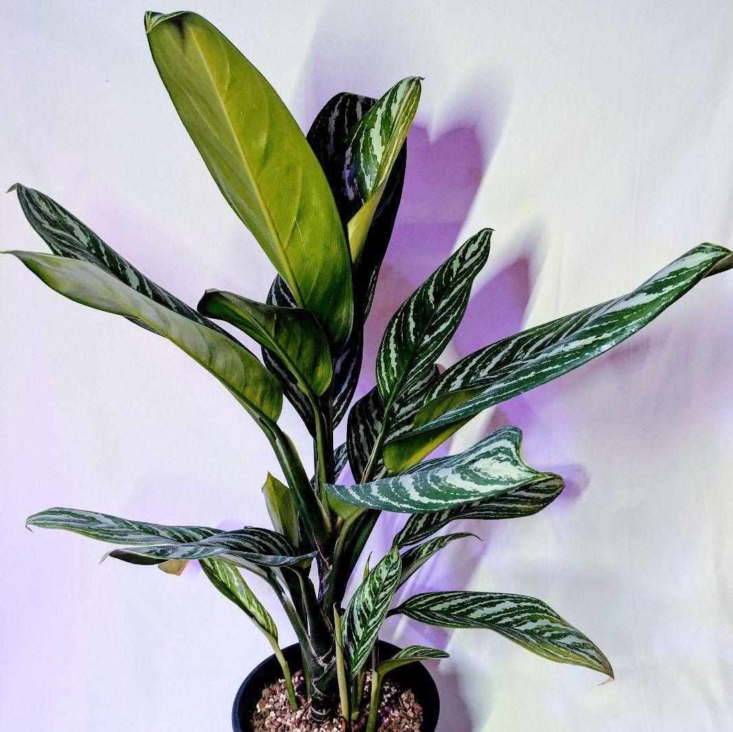 アグラオネマカーティシーAgleonema Curtisii2602