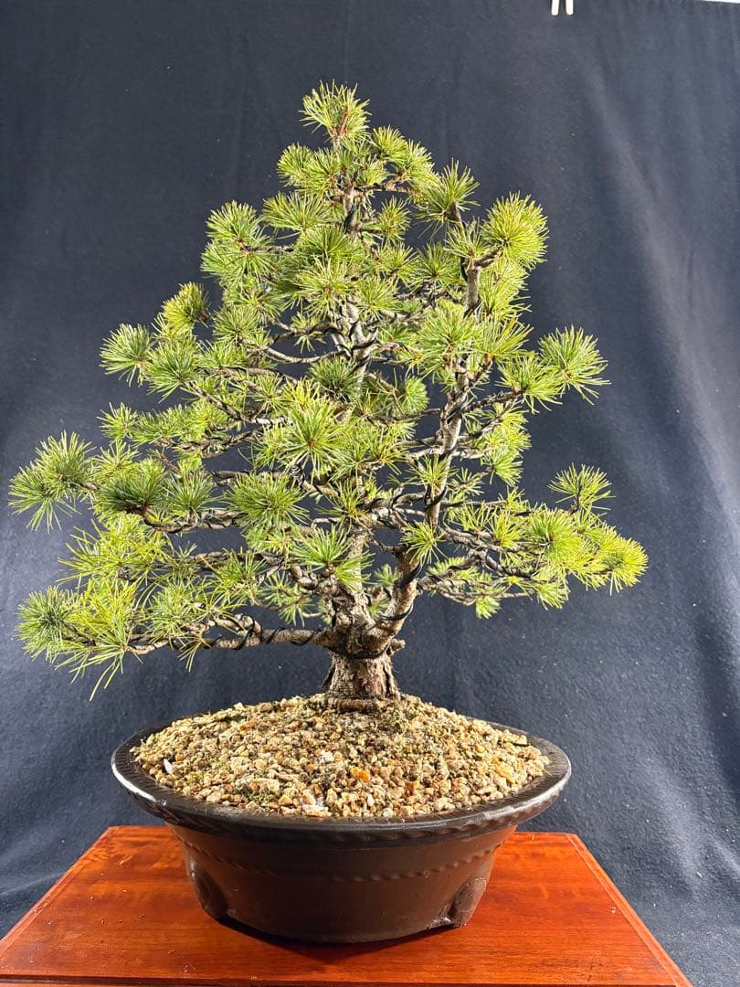 中品盆栽、赤石五葉松、双幹作り 目立った傷や汚れなし