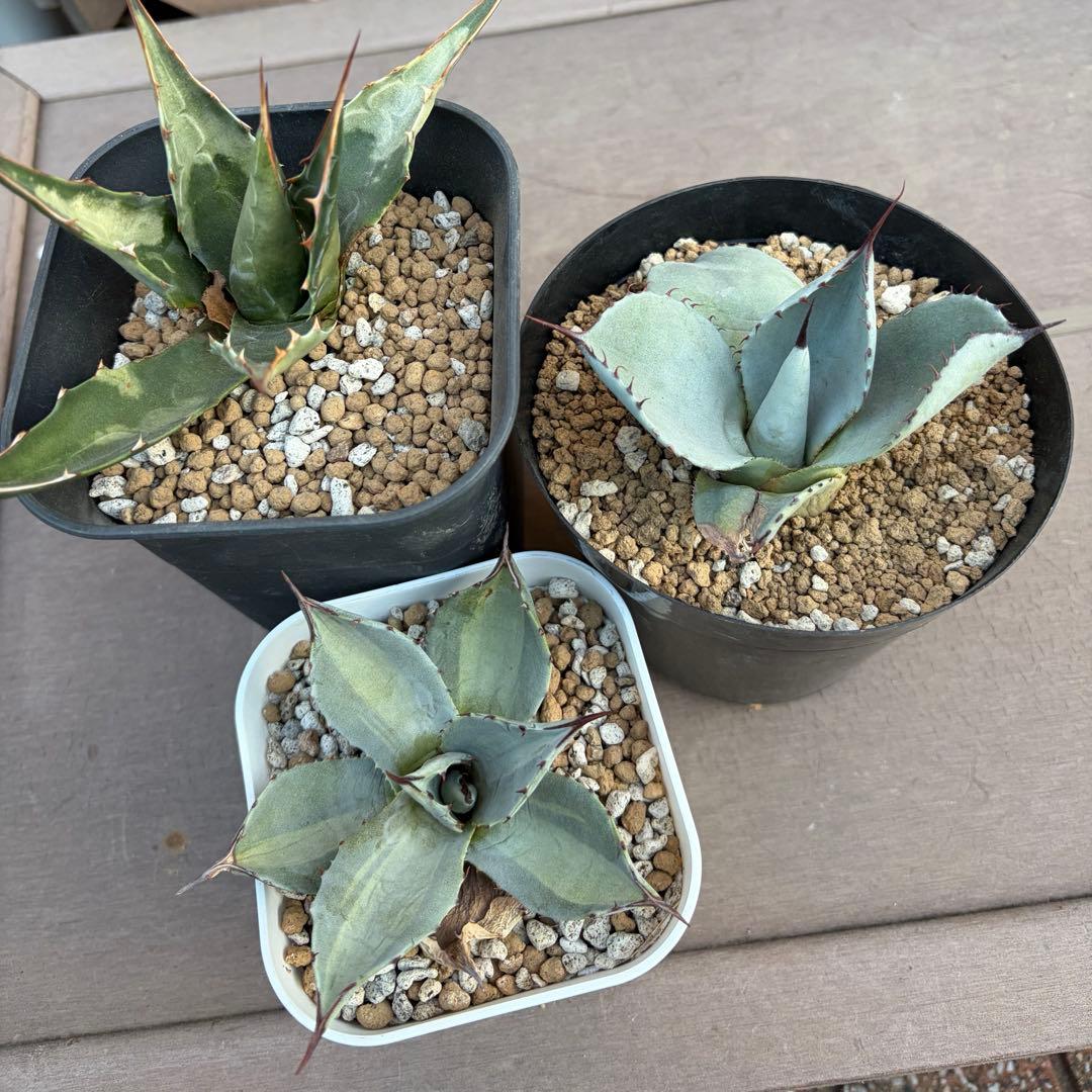 アガベ　モンタナ　パリートランカータ　ハンティントン　吉祥天錦　セット