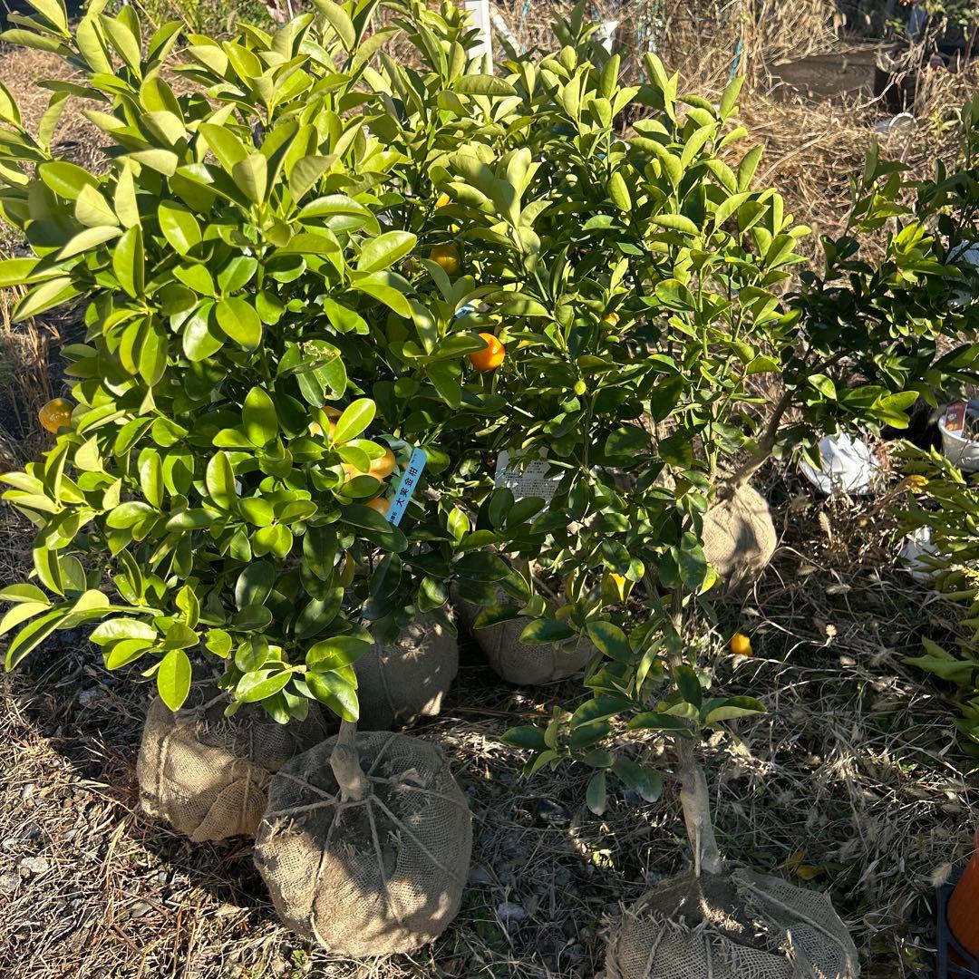 大実金柑の木（オレンジ果実付き）高さ約1.1メートル