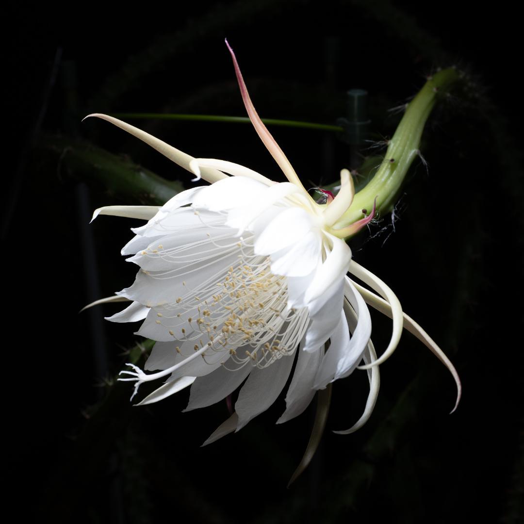 クジャクサボテン セレニケレウス　ヴァガンス 月下美人