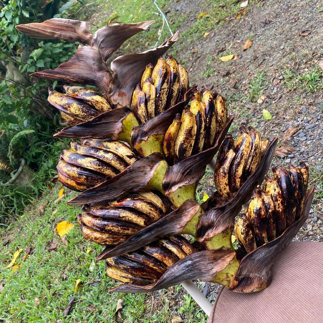 オオギバショウ、扇芭蕉、旅人の木、タビビトノキ