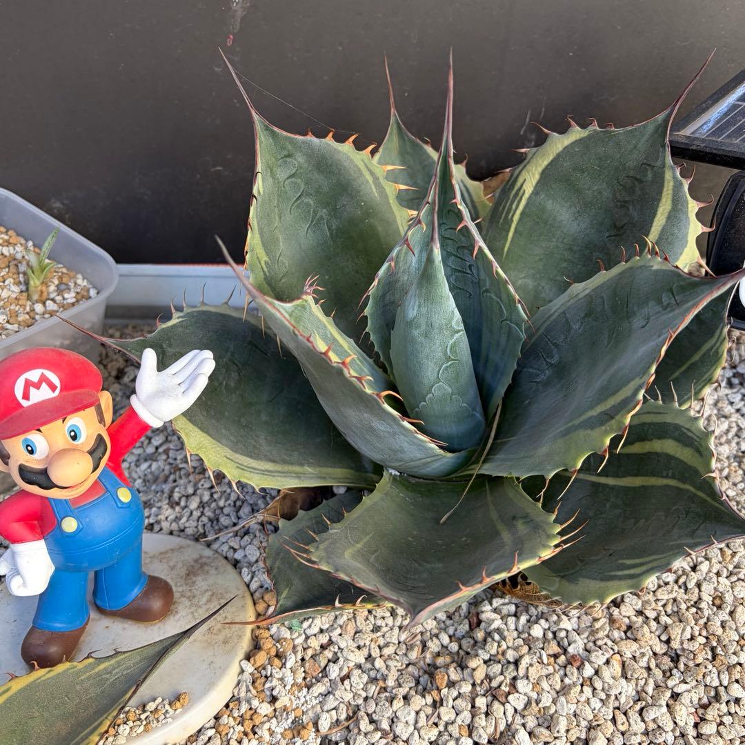 アガベ　特大株　パラサナ錦　ファイヤーボール