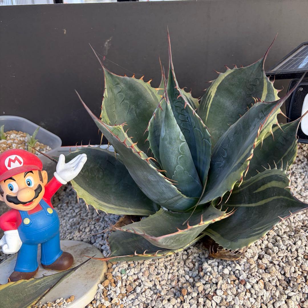 アガベ　特大株　パラサナ錦　ファイヤーボール