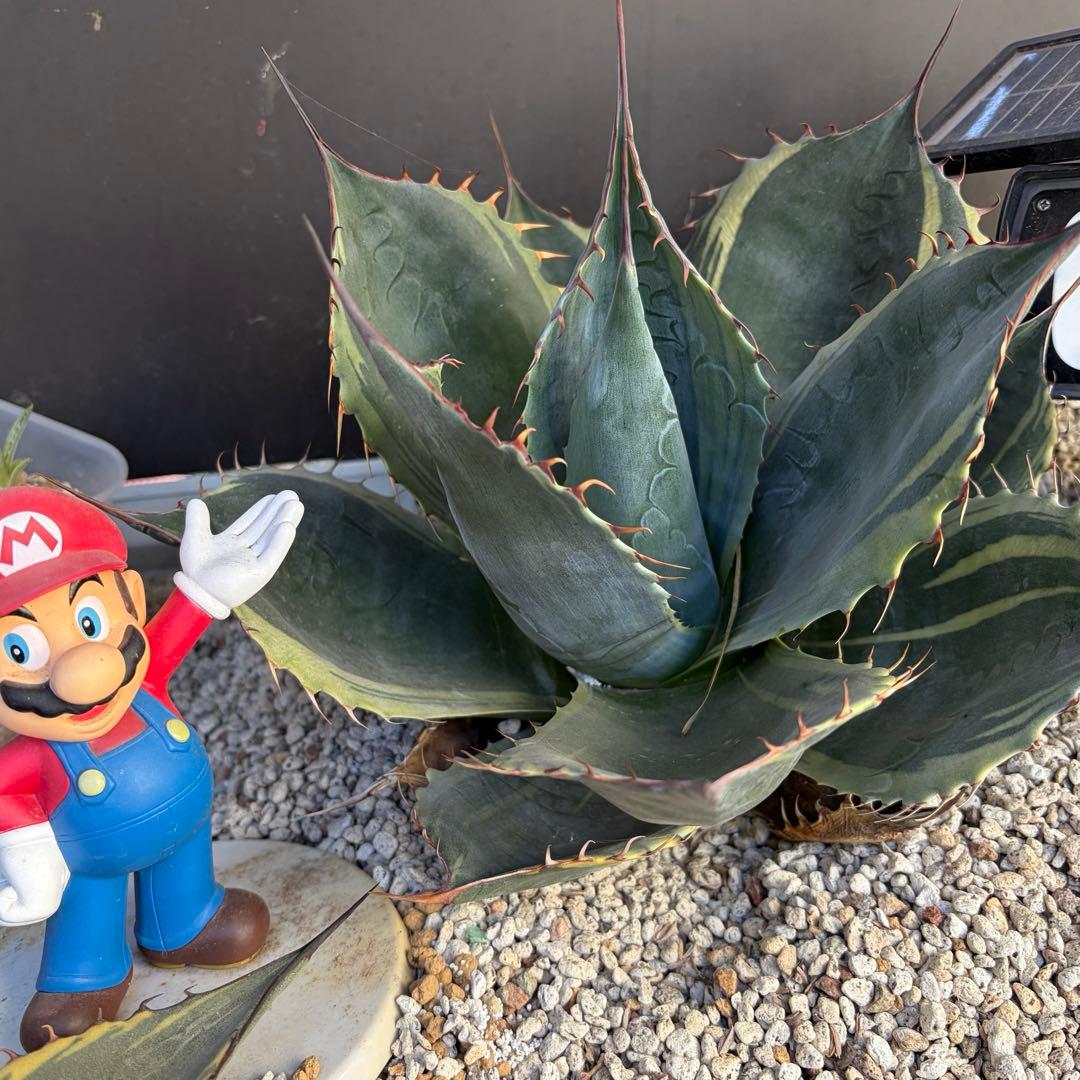 アガベ　特大株　パラサナ錦　ファイヤーボール