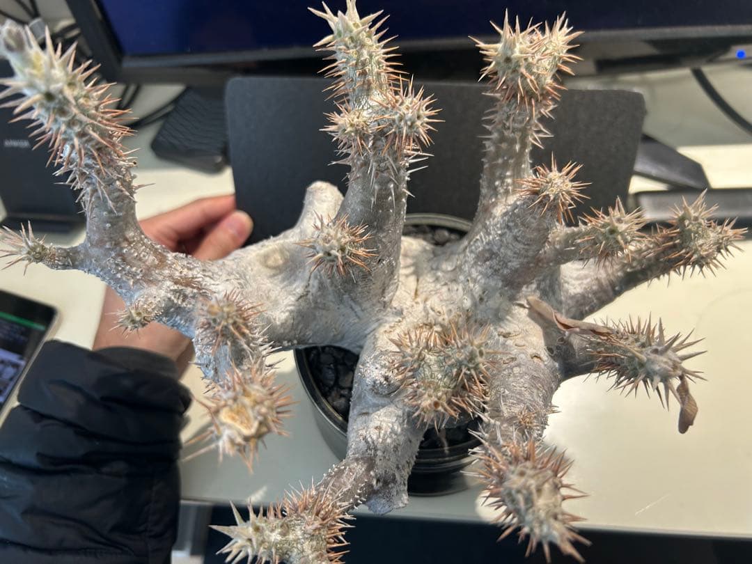 パキポディウム ホロンベンセ