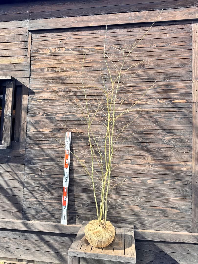 ヤマモミジ/山採り天然木【現品発送】管理70961