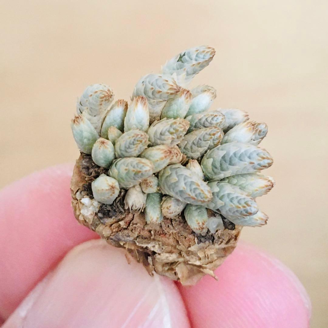 【稀少・赤花】1 うつぼ錦 アボニア クイナリア コーデックス 冬型 塊根