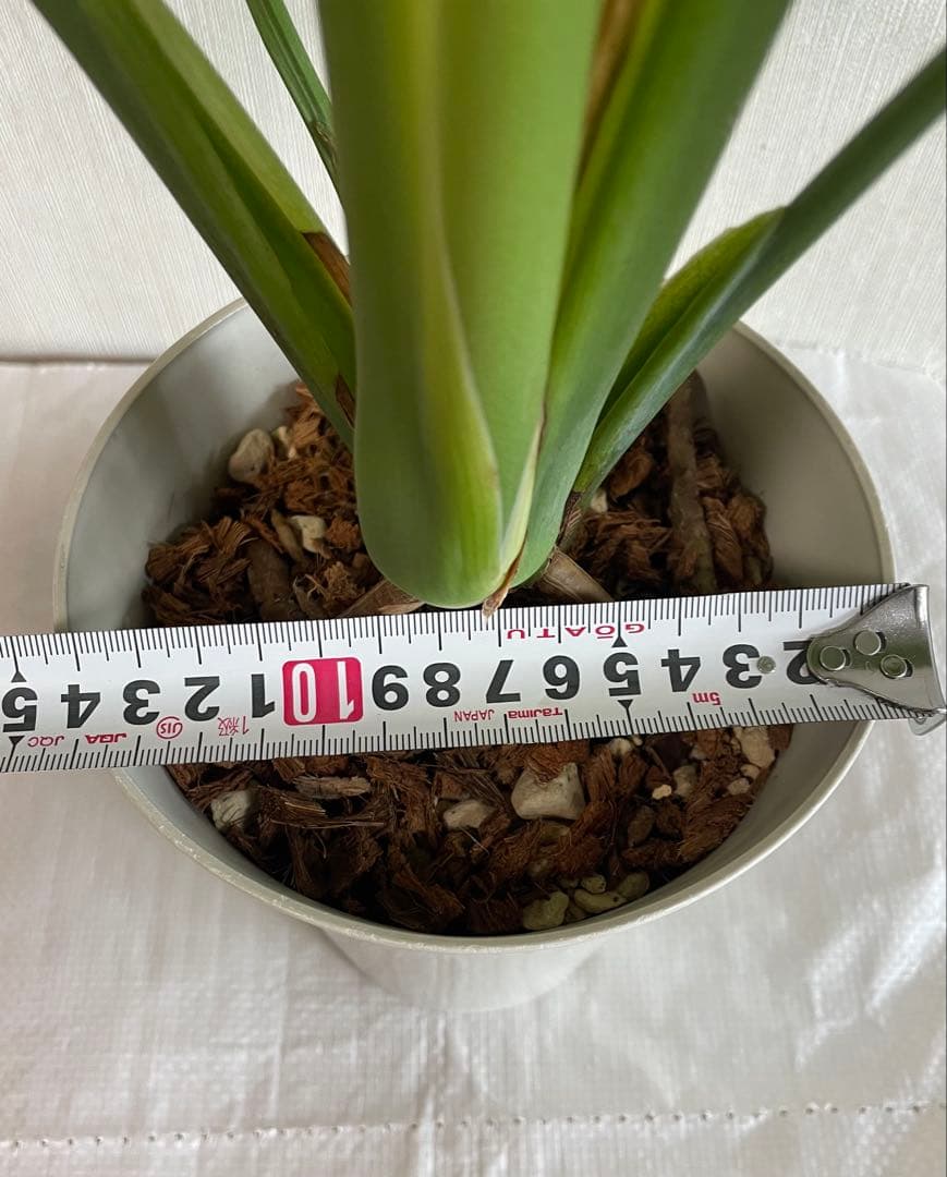 モンステラデリシオーサ 斑入り 実生株 奇形葉 5号ロングポット【鉢ごと発送】