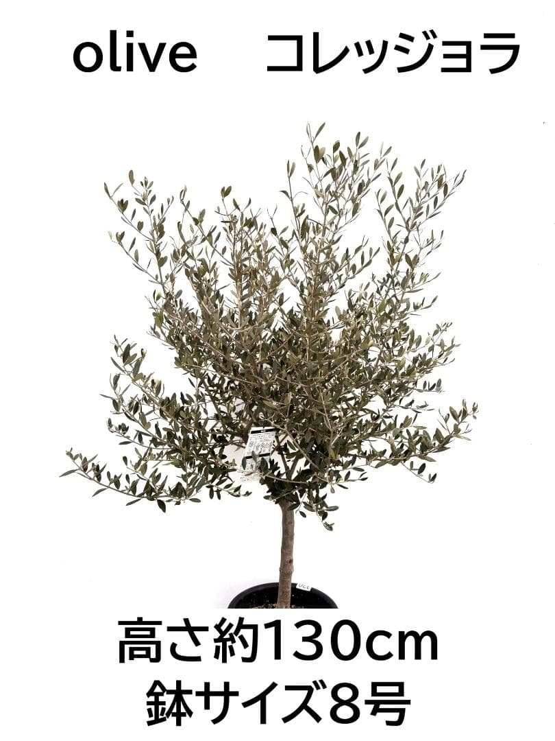 オリーブの木　コレッジョラ　8号　約130cm　K-320　現品掲載