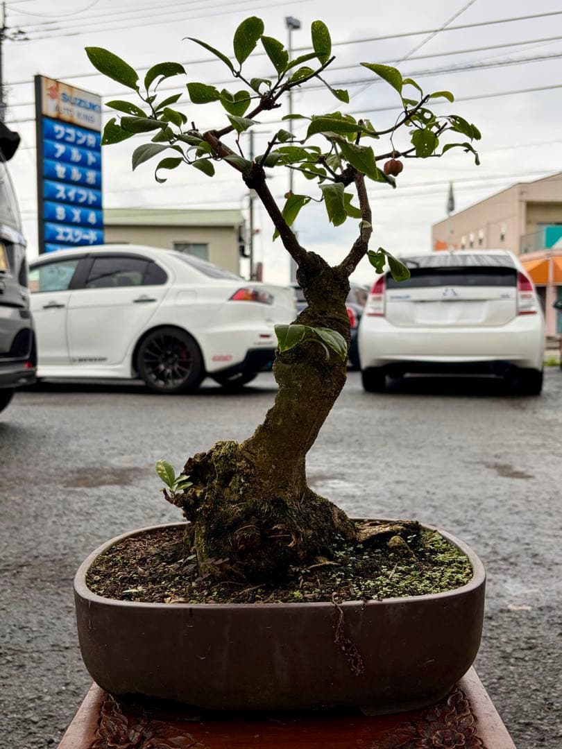 山採り激古‼︎サバ幹マユミ　雌木　中品盆栽　真柏　黒松　五葉松　紅葉　カエデ