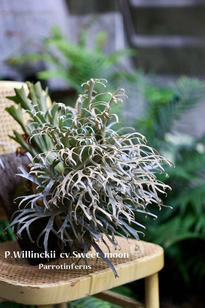 残り1株P. willinckii ‘sweet moon’ sporeling