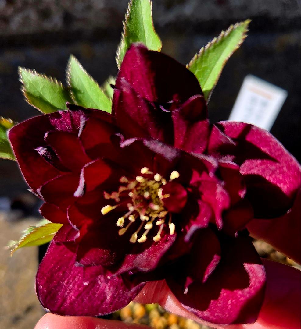 クリスマスローズ　キラメキレッド