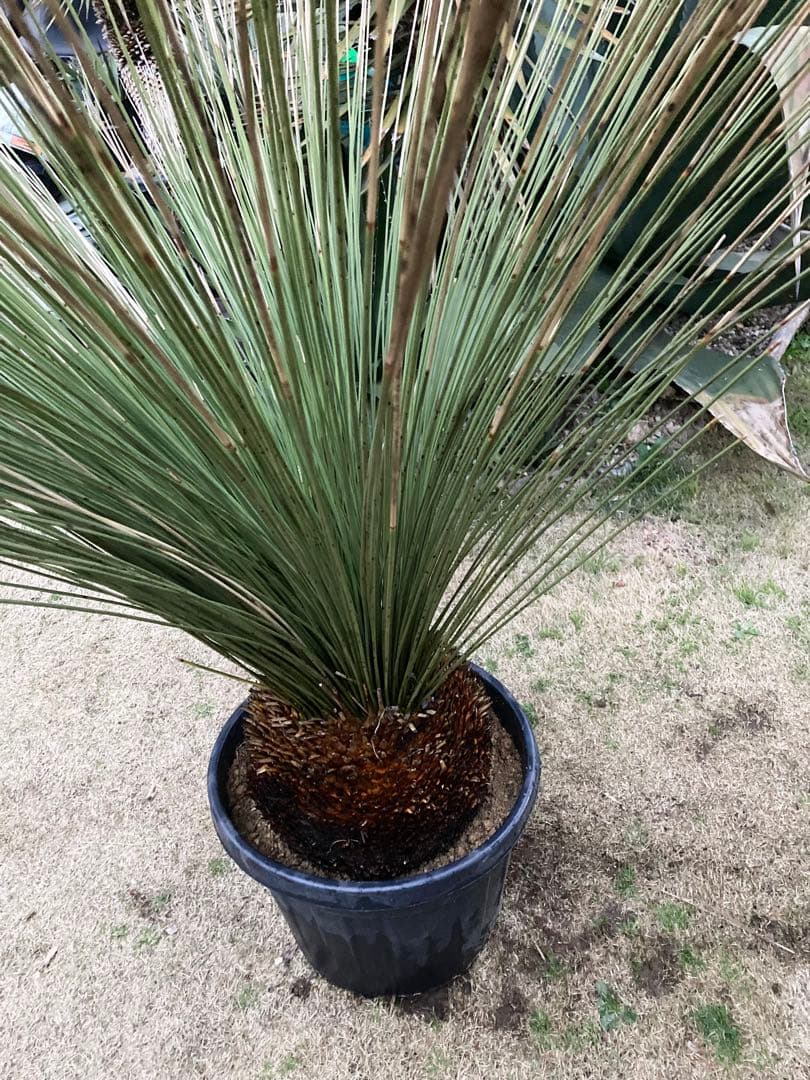 極耐寒性ダシリリオン　ロンギシマム大株◇ドライガーデン南国アガベ ユッカ　ヤシ