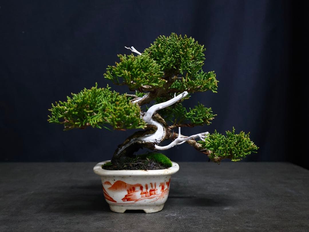 逸品　真柏　糸魚川真柏　葉性抜群　小品盆栽　樹高13cm