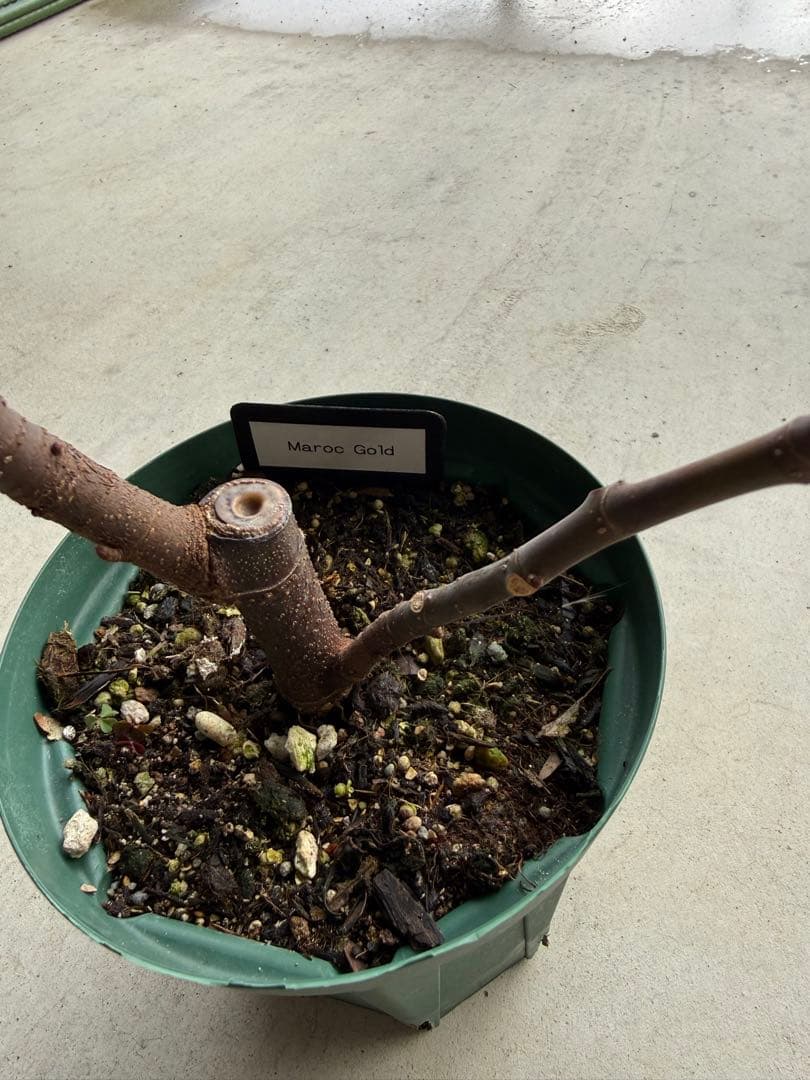 Maroc Gold 剪定後発送 イチジク いちじく 穂木 苗