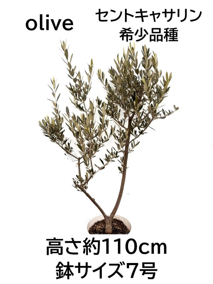 オリーブの木　セントキャサリン　7号　約110cm　K-343　希少　現品掲載