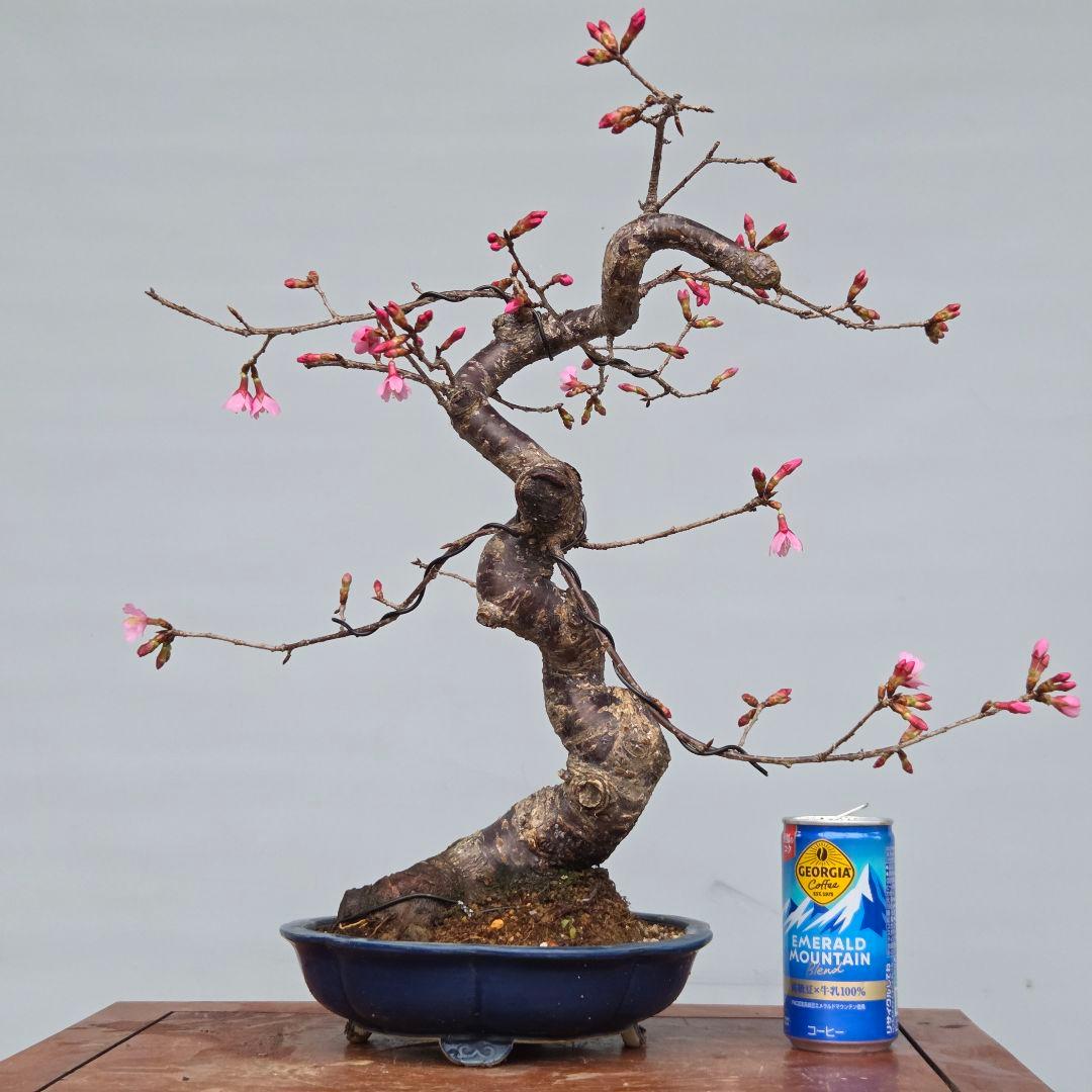 桜　(オカメ桜)　[模様木]　貴風盆栽