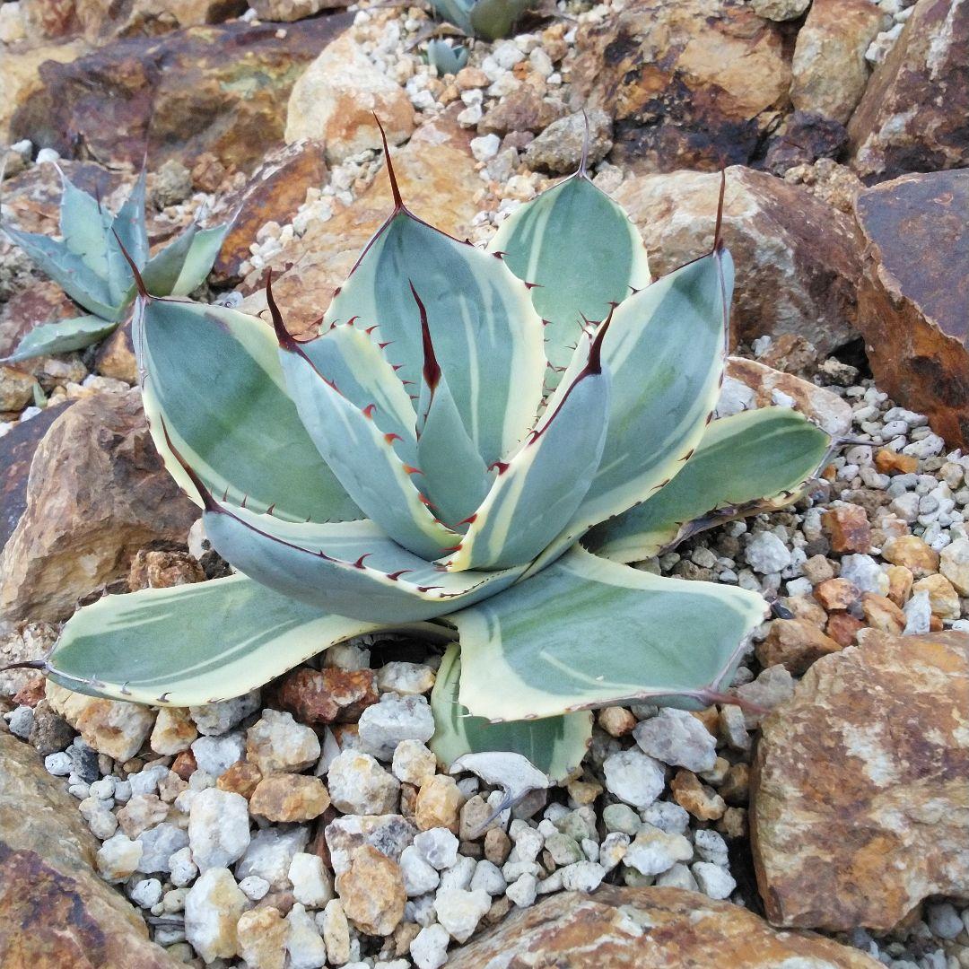 アガベ　パリー　トランカータ　オリザバ