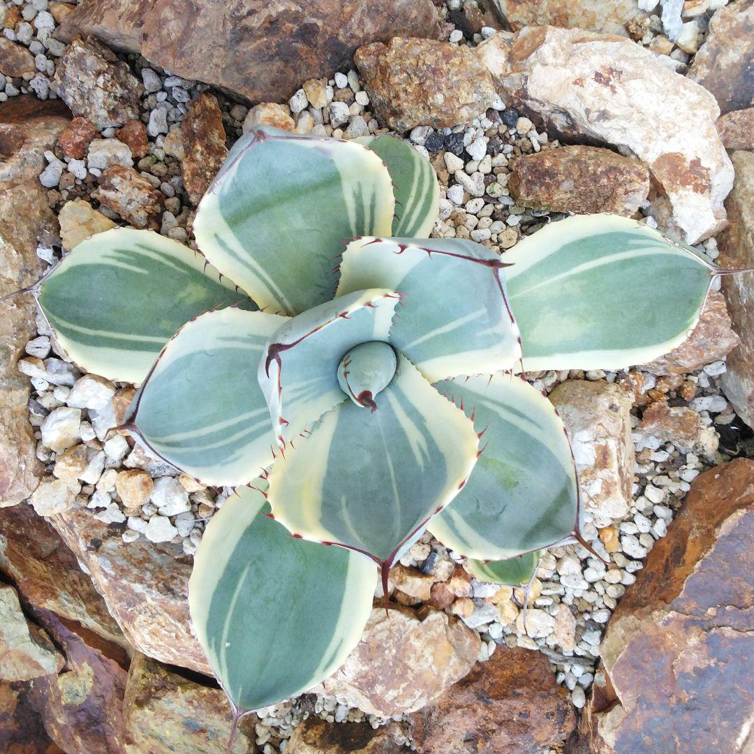 アガベ　パリー　トランカータ　オリザバ