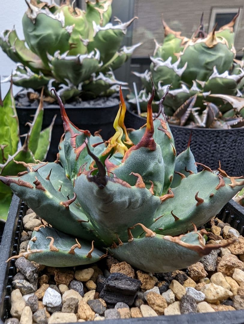 左*舷様 Agave hybrid エボリスピナ × ブラック＆ブルー 陽炎 チ