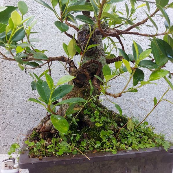 亜熱帯の樹木　奄美のガジュマル　①