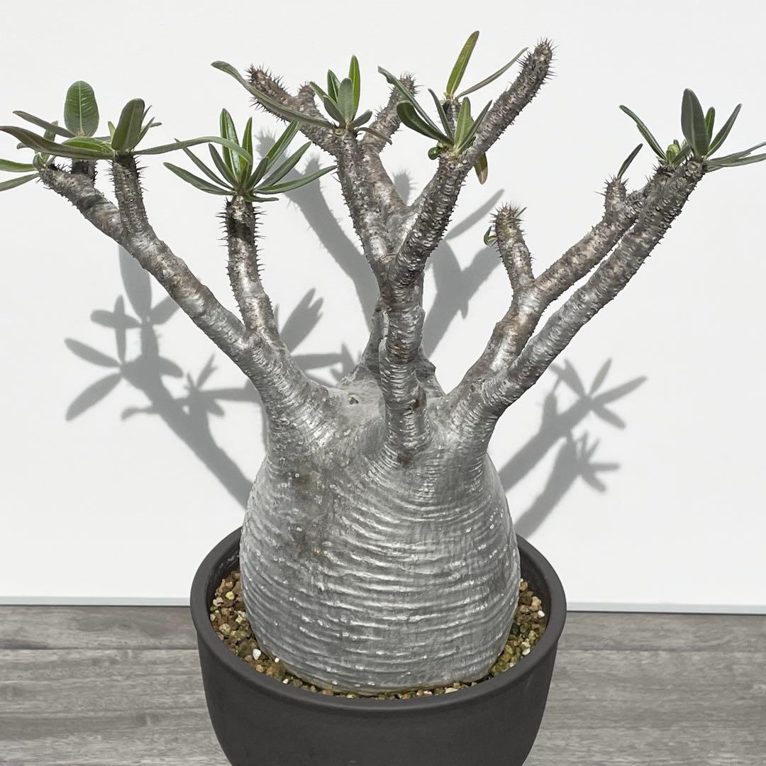 パキポディウム・グラキリス　大型　鉢付き　25-1