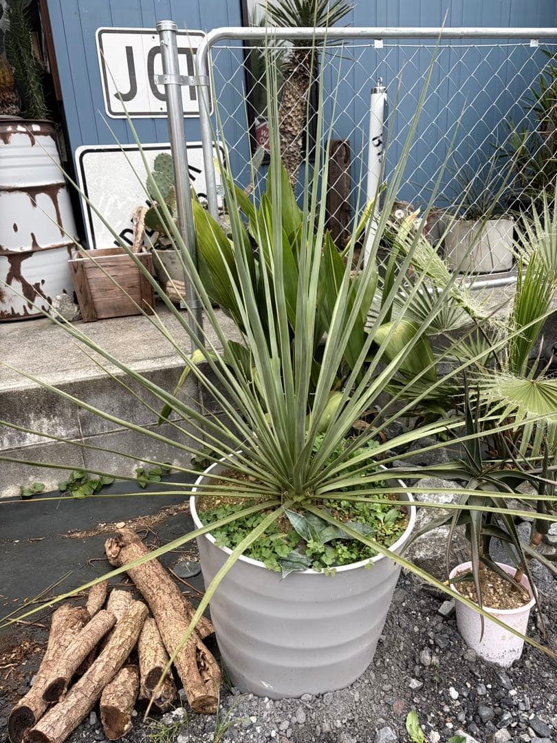 極耐寒性ノリナ　ネルソニー◇ドライガーデン南国リゾート島アガベ ユッカ　ヤシ多肉