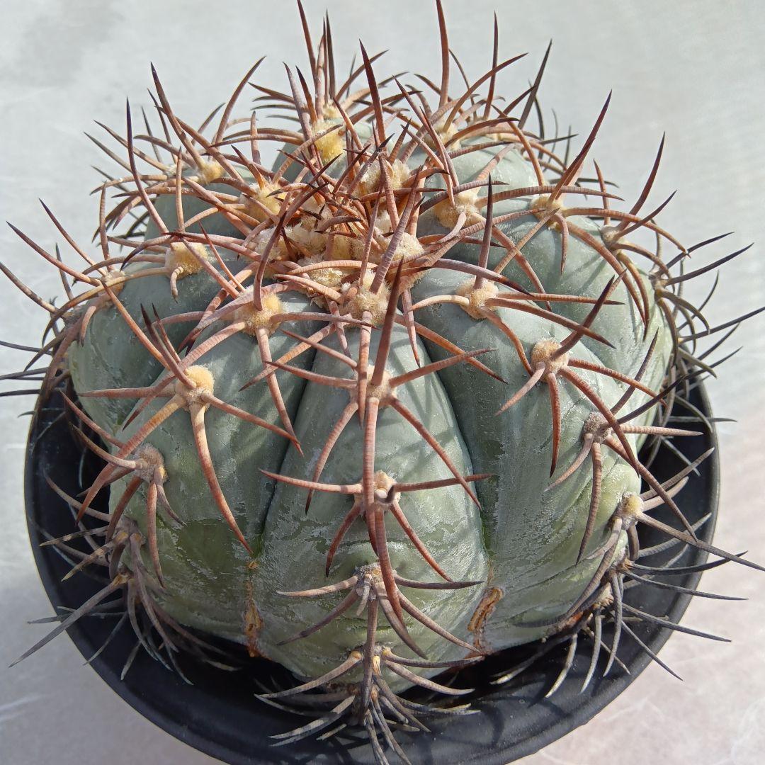 【特大実生】花王丸エキノカクタス国内繁殖サボテン（太平丸雷帝翠平コピアポア塊根）
