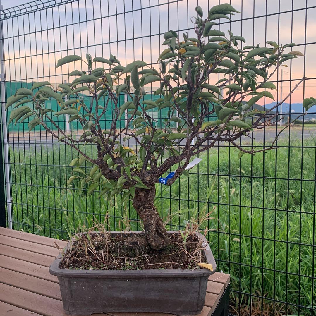 山木　甲州野梅　白一重　咲きます