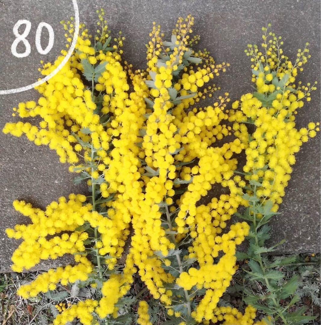 Kisaki　ミモザ　アカシア　フレッシュ　80サイズ