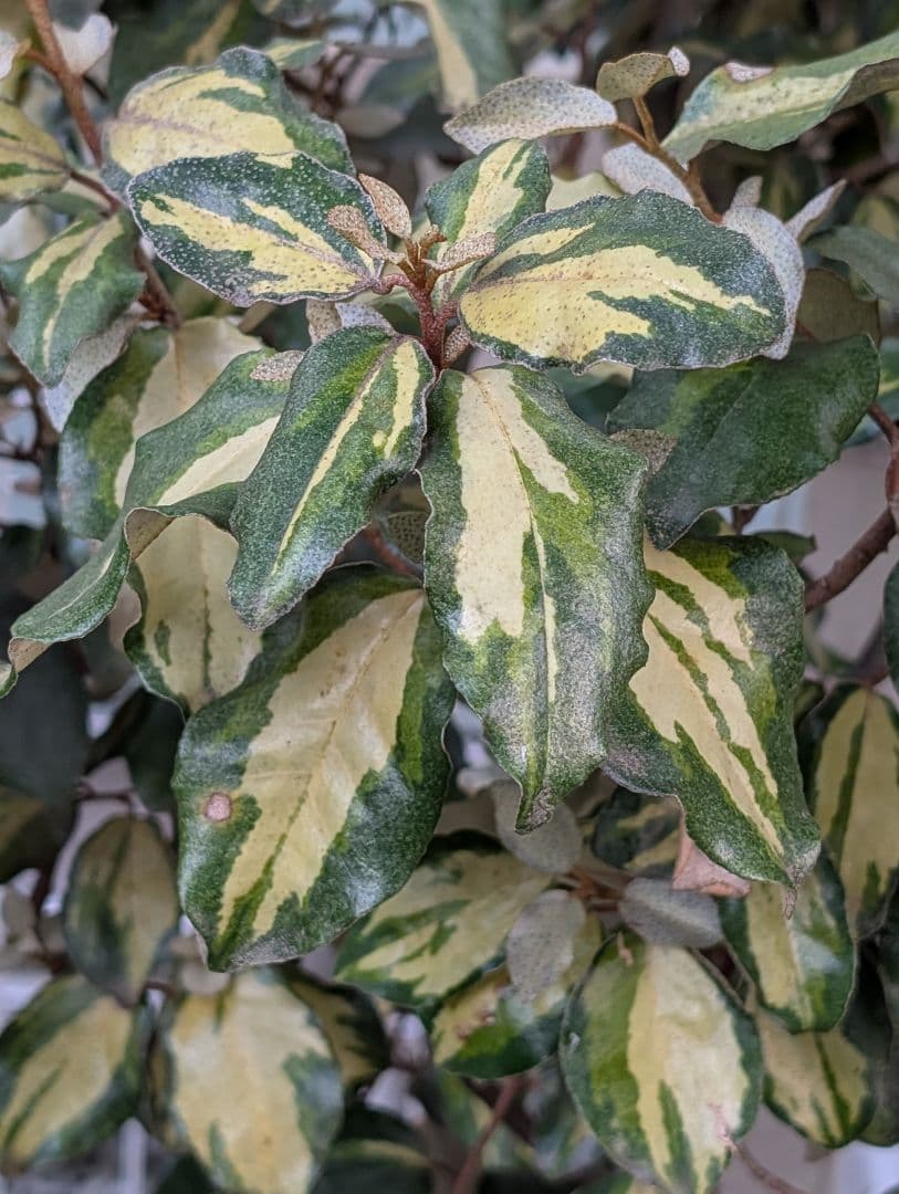 ❃ 斑入りグミ 挿し穂 ❃