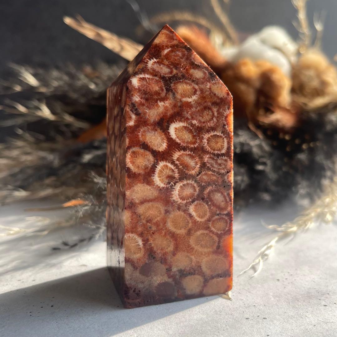 フォッシル コーラル 天然カラー ポイント