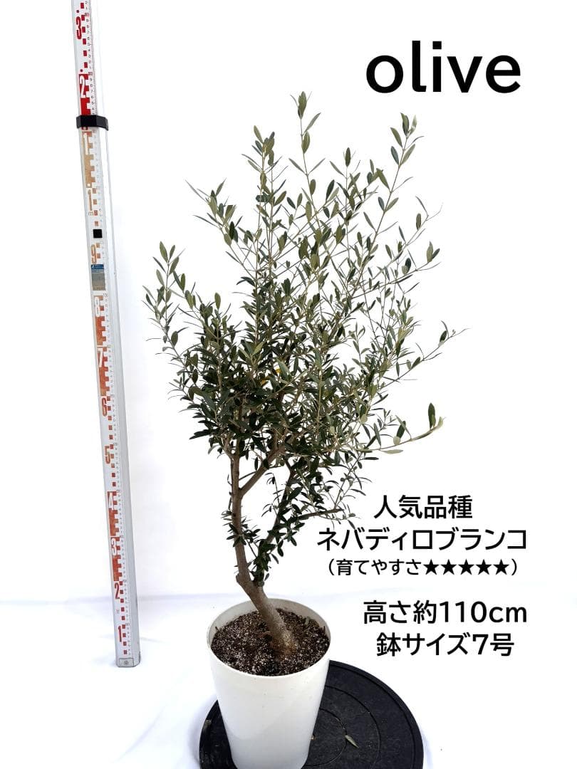 オリーブの木　ネバディロブランコ　7号　約110cm　NO.716　人気　現品