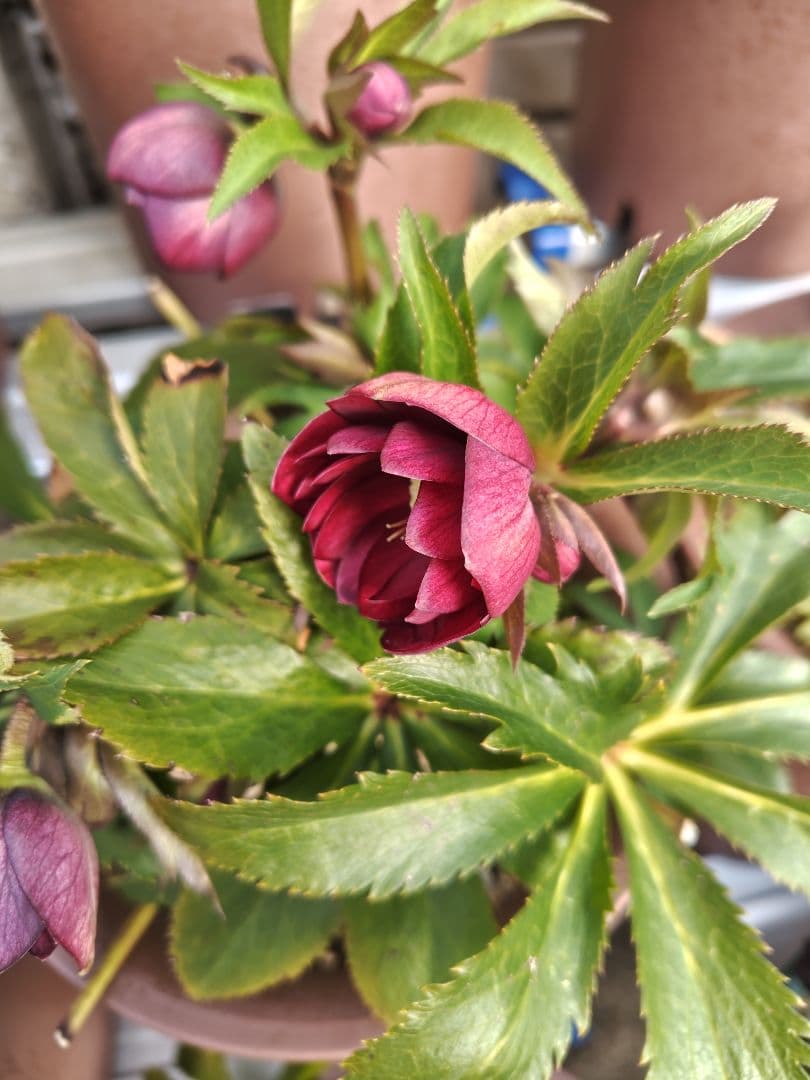 の*ん様 クリスマスローズ 加藤農園 キラメキ☆② 株分け