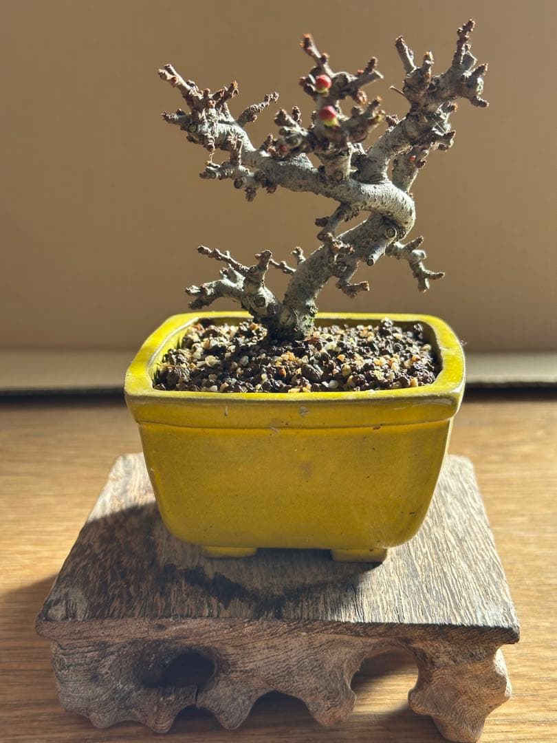 長寿梅 一重赤花 小品盆栽 ミニ盆栽-26