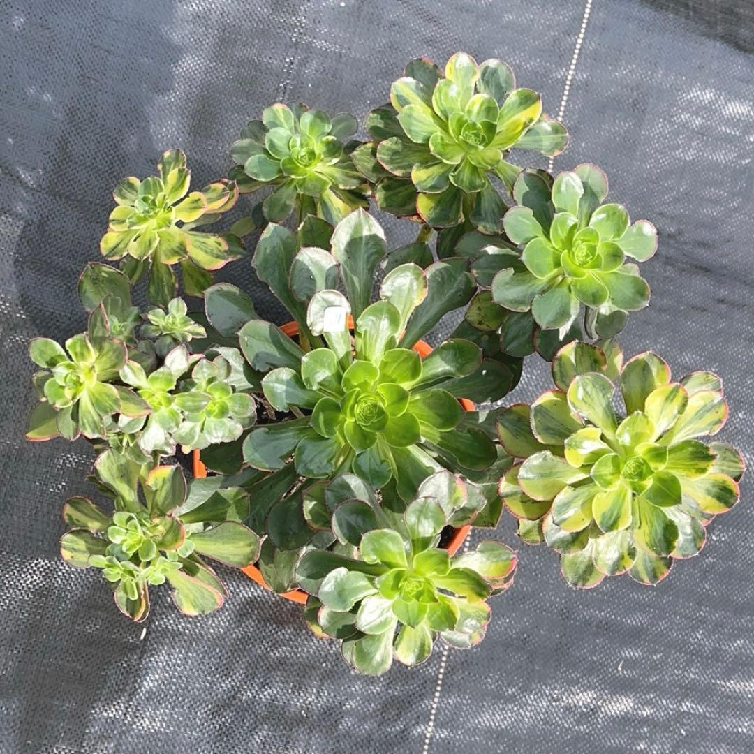 97#多肉アエオニウム錦❤️彩蝶❤️9頭28cm 拔き苗