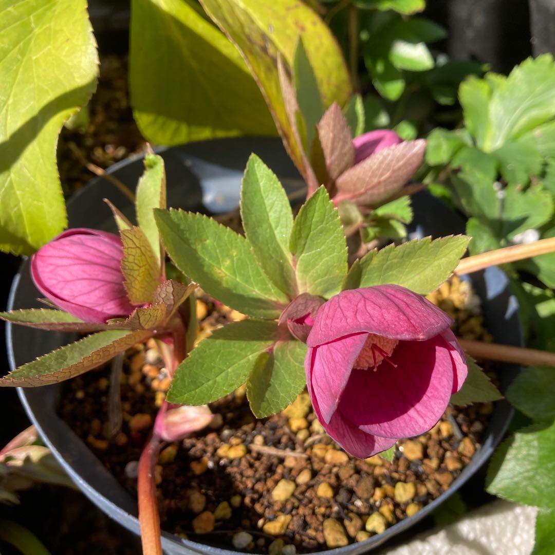 クリスマスローズ　赤オーレア　株分け前提