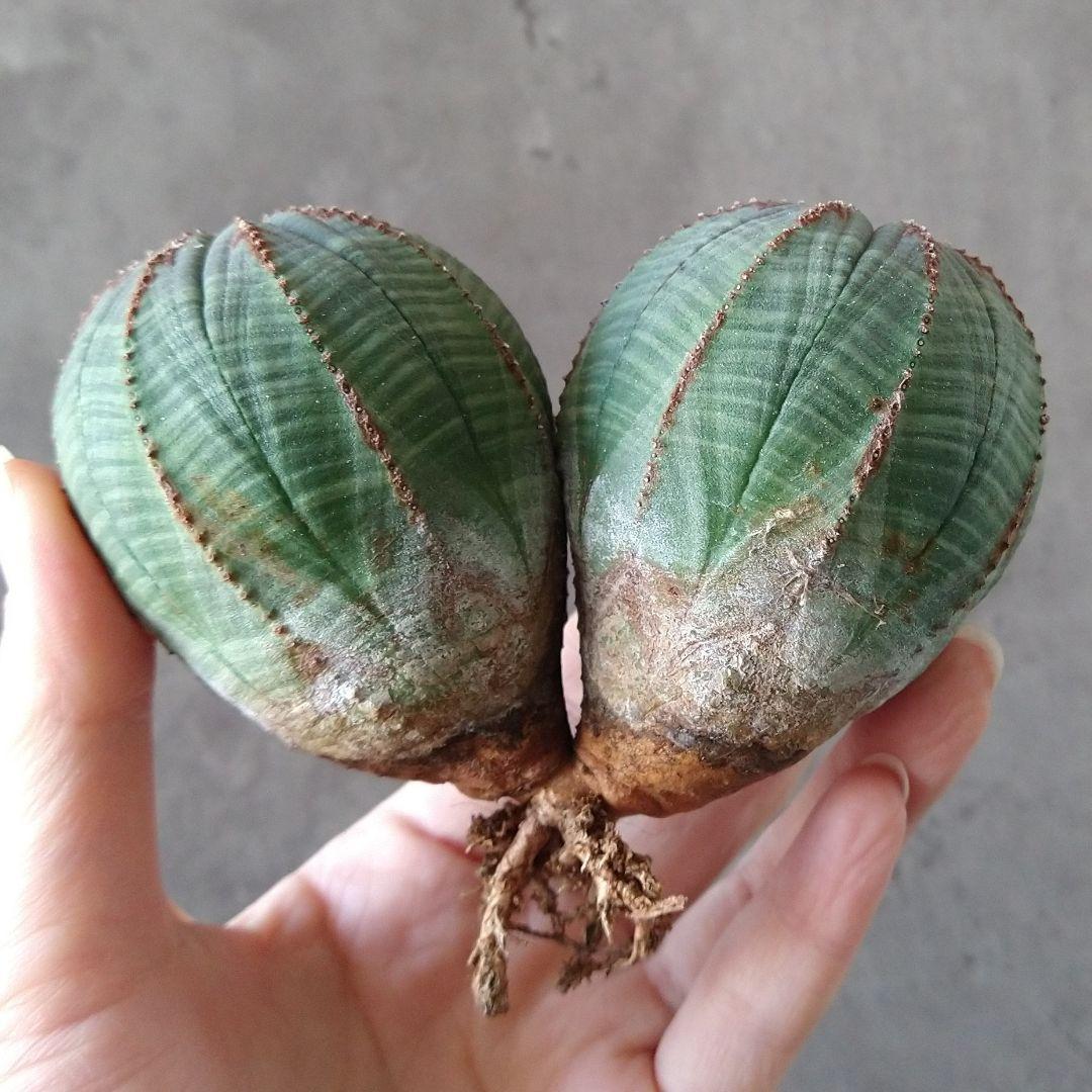 Ｈ*様 B15720★オークション★ユーフォルビア オベサ ダブルヘッド 美株！