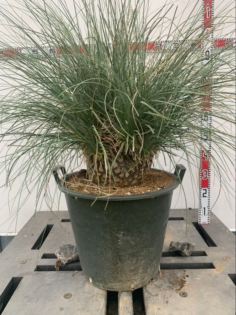 カリバナス　フーケリー