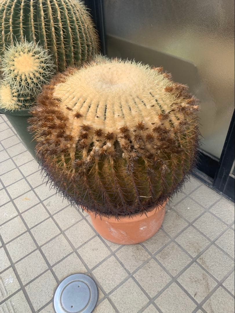 サボテン　金鯱　　引取限定