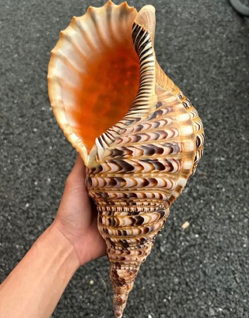 美品　法螺貝　直線36.7cm 蓋付　天然そのまま色