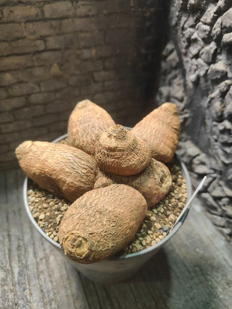 ユーフォルビア　エクロニー　鬼笑い　ecklonii 激レア　大株　発根済