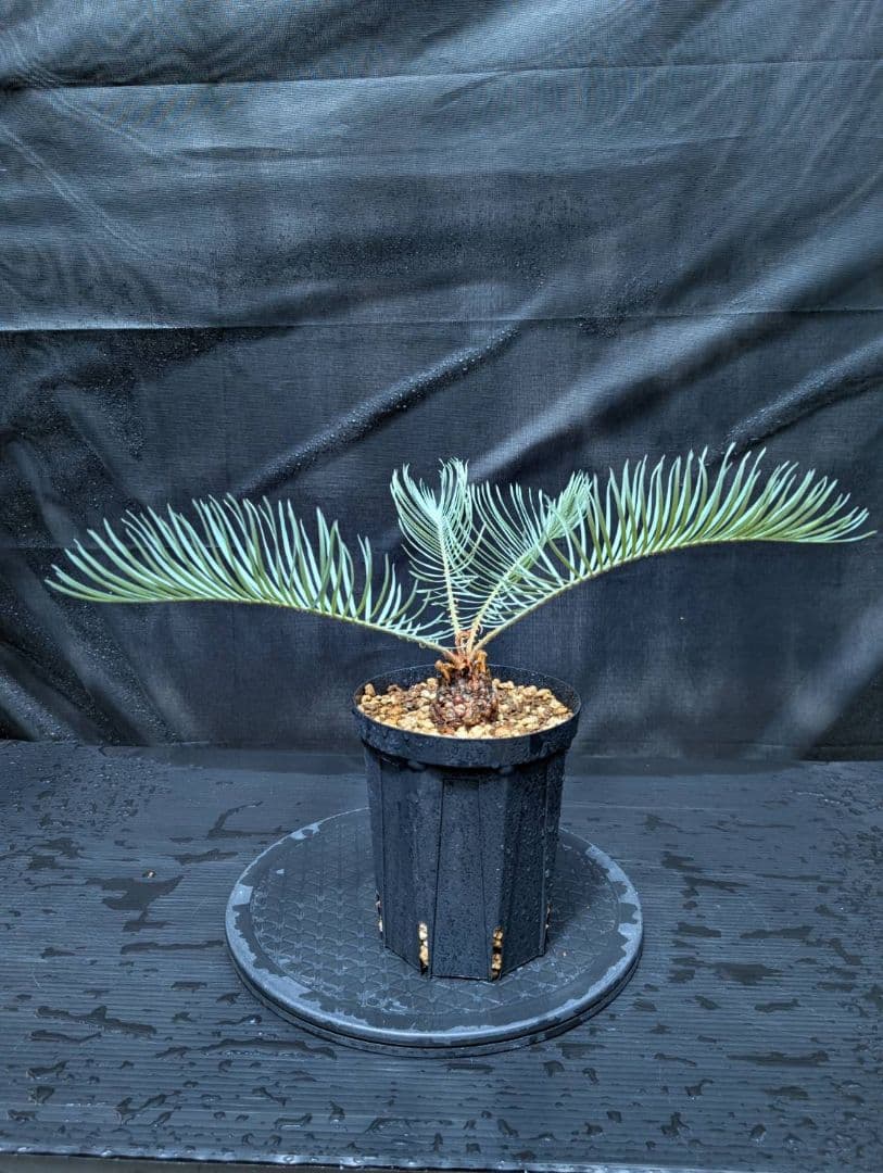 ベストセレクション 6サイカス カイルンシアナ スーパーブルー