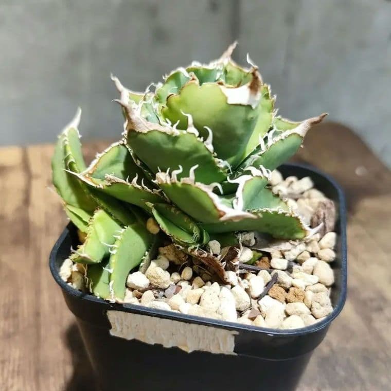 気まぐれ値下げ【アガベ チタノタ 麻花龍 OC株 Lize産】/ 星空金蟾