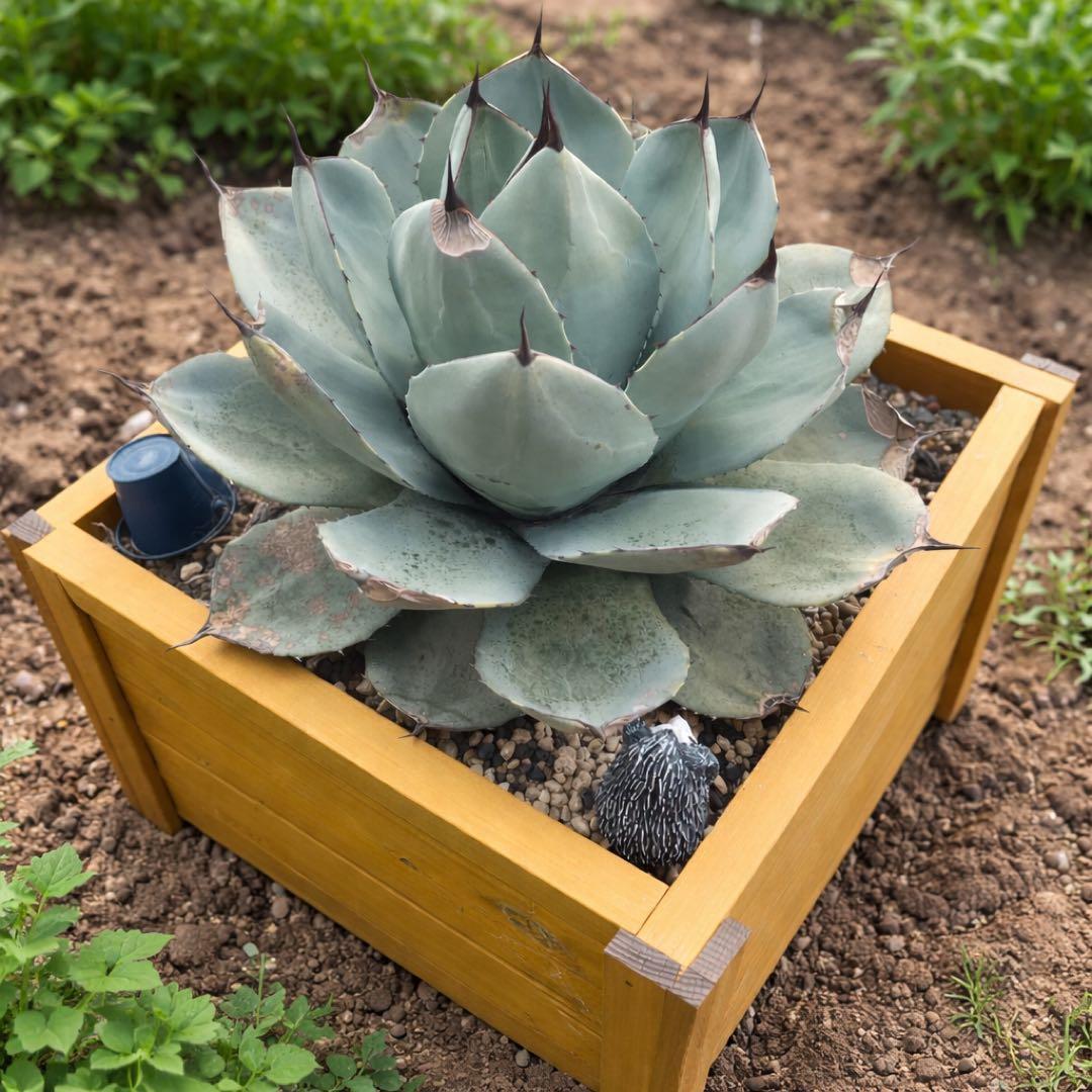 大株　アガベ パリー　トランカータ　ハンティントン