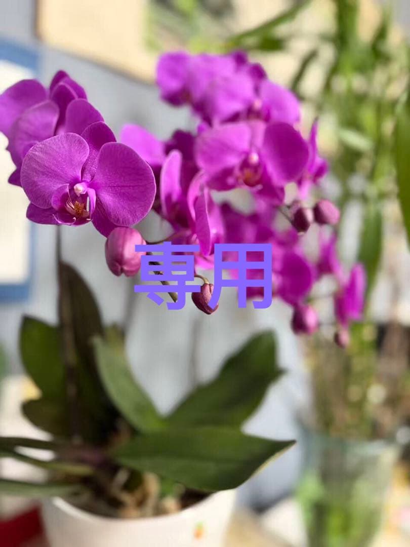 ぷっちんぷりんS 白